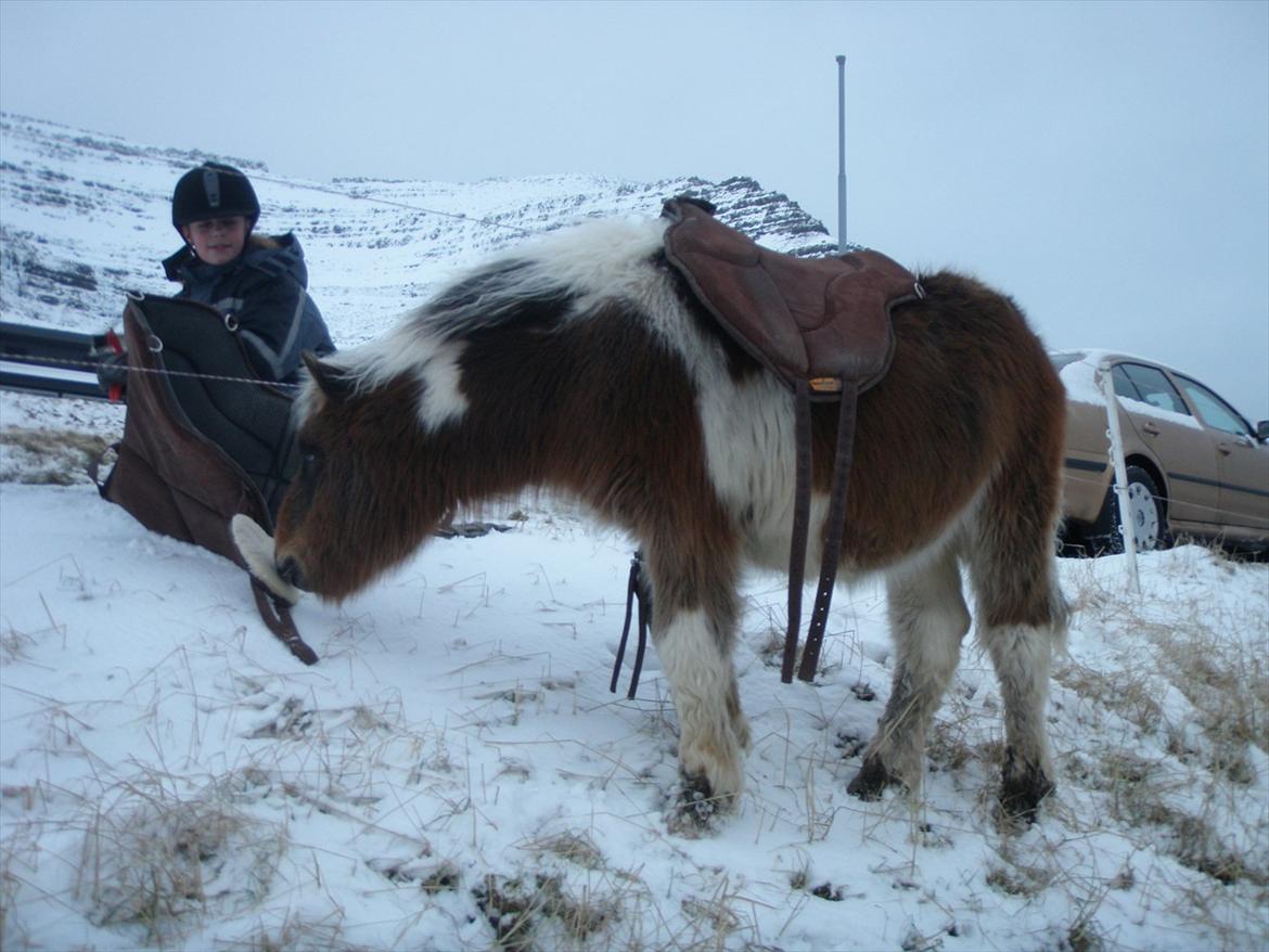 Færøsk hest Njørður [Haft i pleje] - Altid så nyskerrig (o; billede 9