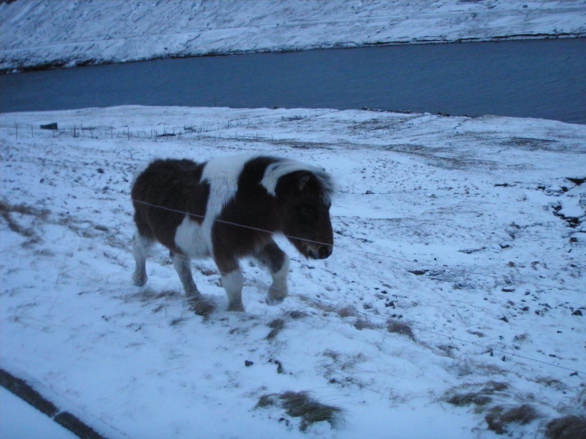 Færøsk hest Njørður [Haft i pleje] - Følger efter os, vil gerne med ridetur hehe :) billede 3