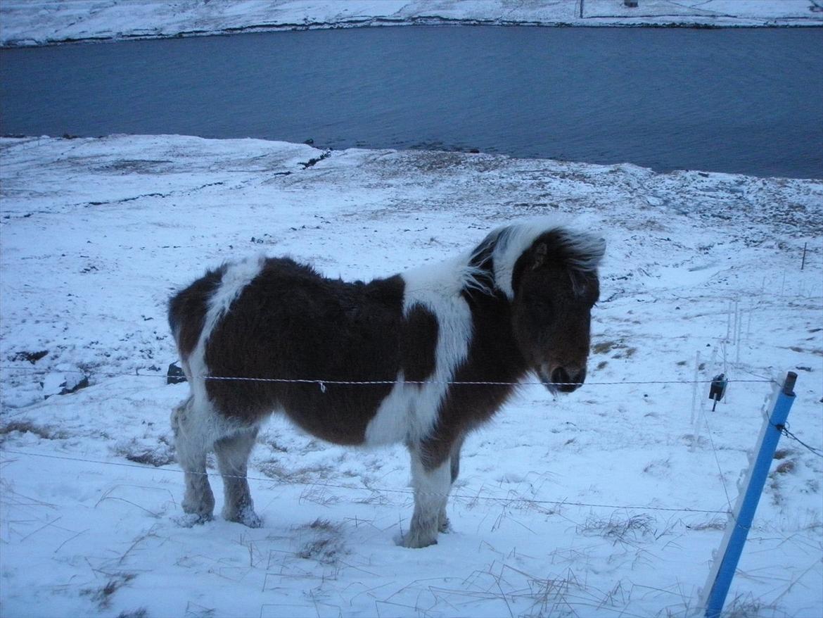 Færøsk hest Njørður [Haft i pleje] billede 1