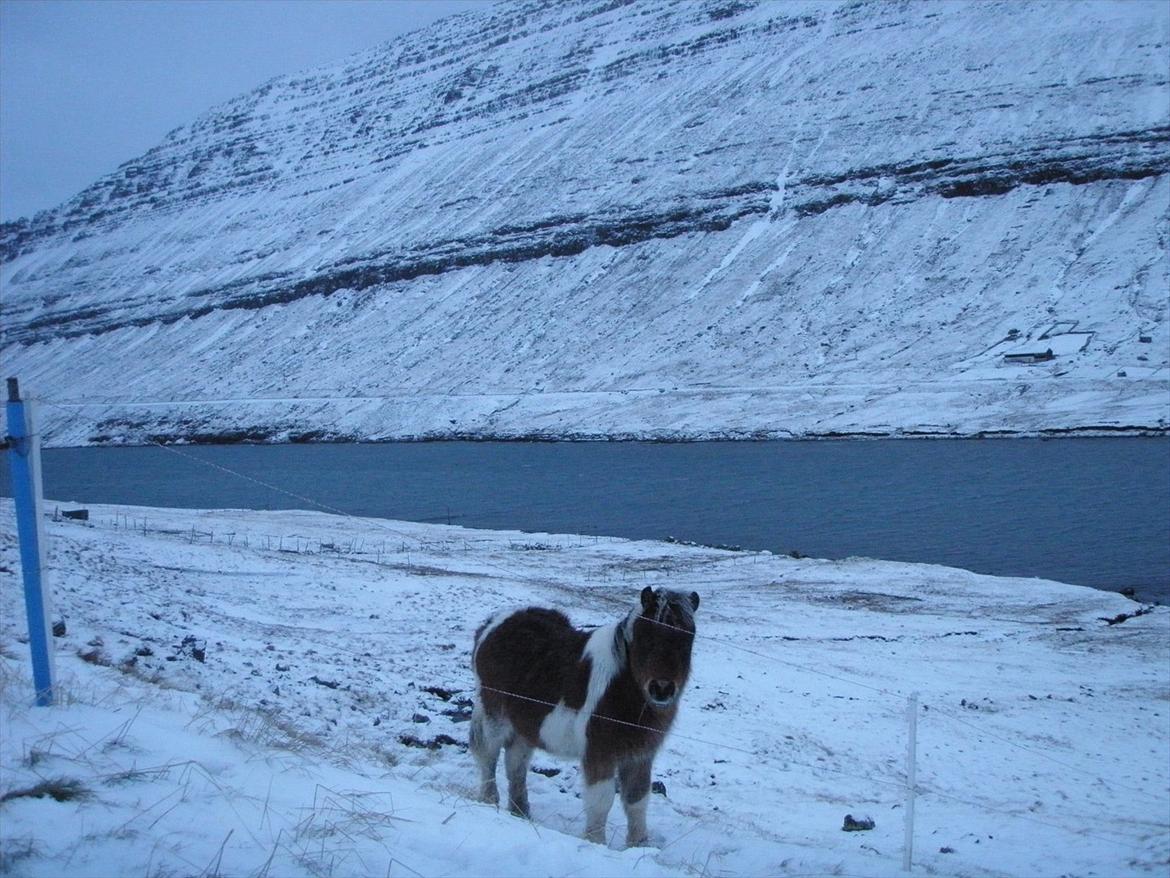 Færøsk hest Njørður [Haft i pleje] billede 11