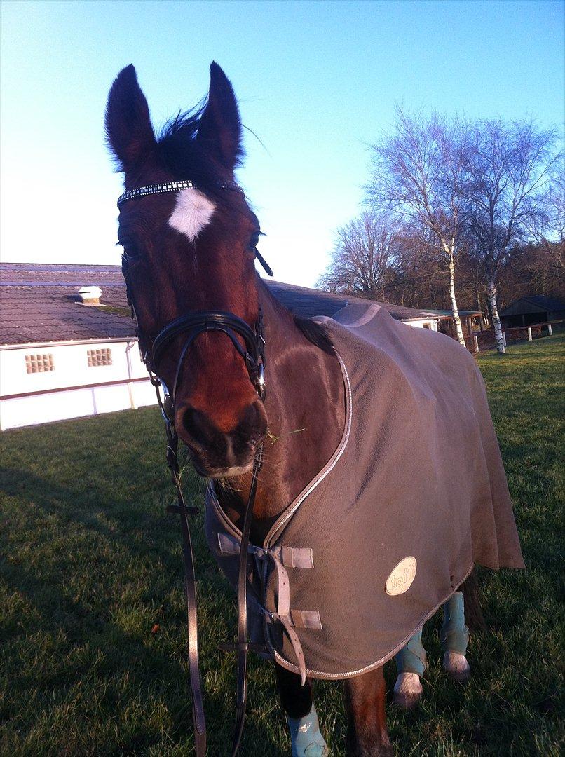 Hollandsk Varmblod Roodnoot - aad (Rubin) (tidlere hest) - Den 24 dec 2011;-) billede 5