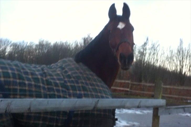 Hollandsk Varmblod Roodnoot - aad (Rubin) (tidlere hest) - Første gang på fold ved sit nye hjem :-) billede 11