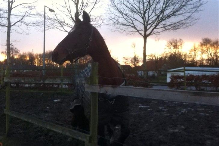 Hollandsk Varmblod Roodnoot - aad (Rubin) (tidlere hest) - Første gang på fold ved sit nye hjem :-) billede 13