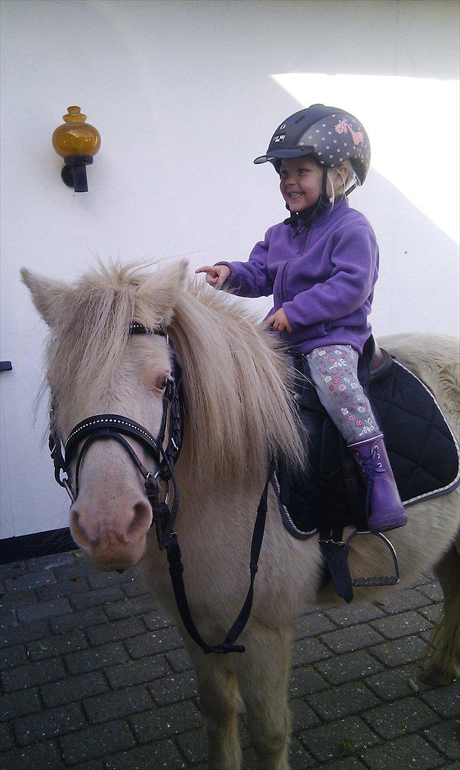 Anden særlig race Perle billede 13