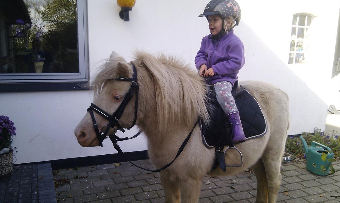 Anden særlig race Perle billede 14