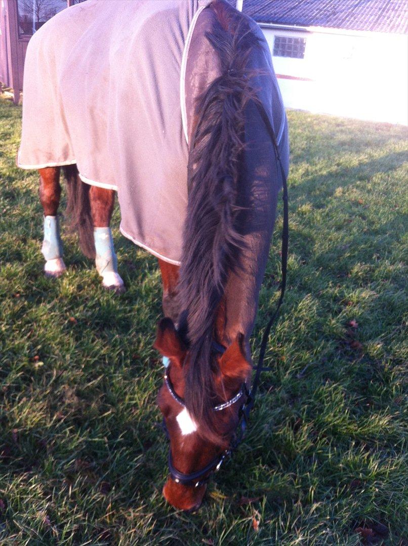 Hollandsk Varmblod Roodnoot - aad (Rubin) (tidlere hest) - Den 24 dec 2011 :-) billede 14