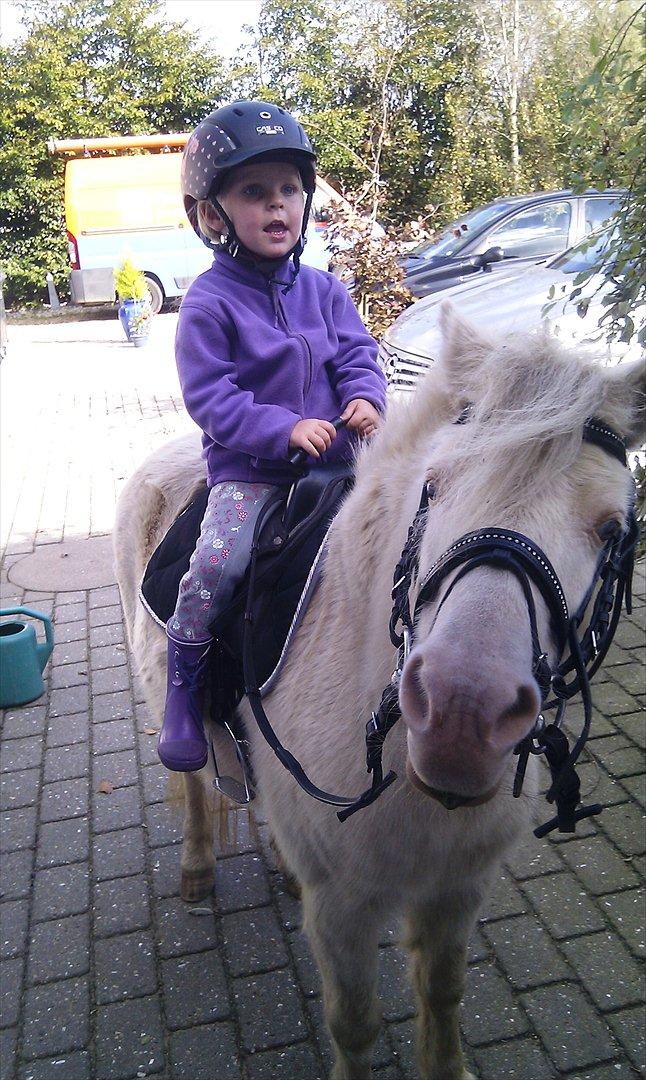 Anden særlig race Perle billede 15