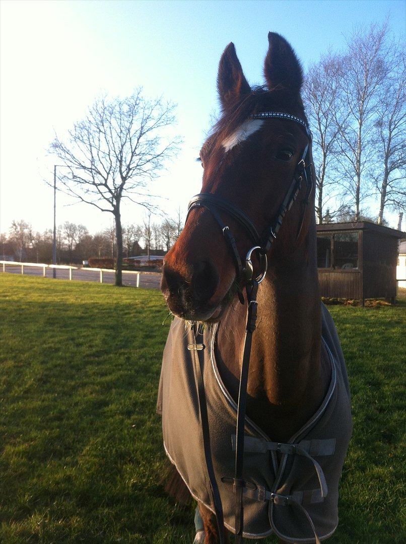 Hollandsk Varmblod Roodnoot - aad (Rubin) (tidlere hest) - Den 24 dec 2011 :-) billede 15