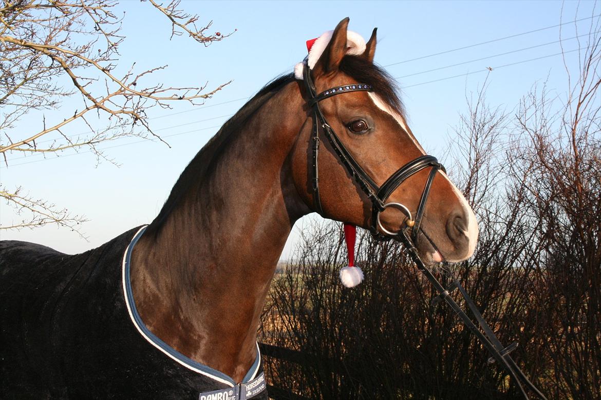 Dansk Varmblod Stærebogårds Cargo - Dejlige Cargo i julehumør!;)<3 billede 6