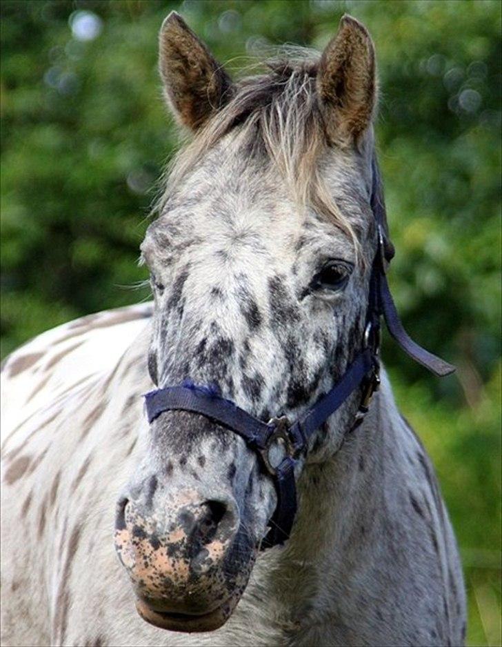 Knabstrupper Filur - Velkommen til Filurs profil :-).  billede 1