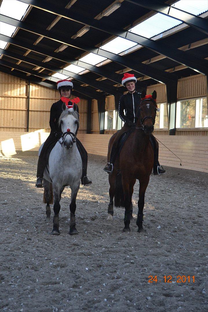 Dansk Varmblod Poldine - Sølyst Himmelhest billede 11