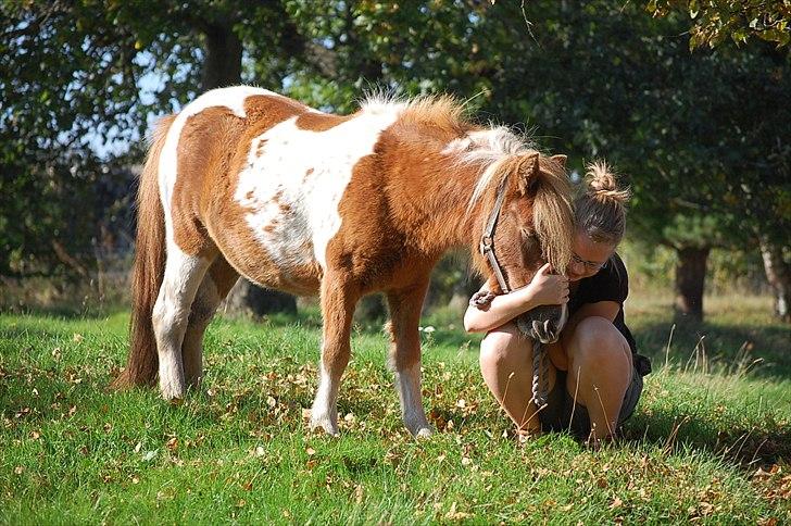 Shetlænder Sindholts Dixie - Ingen kan elske dig mere end mig :*<3
"If there's a lifeline to, help you make it through
 And lift you up every time you fall
 I'll be the lifeline to, come and rescue you
 If you need me, I will answer when you call"
  billede 13