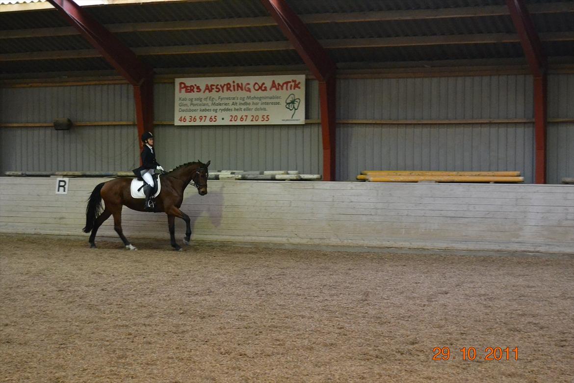Dansk Varmblod Poldine - Sølyst Himmelhest billede 12