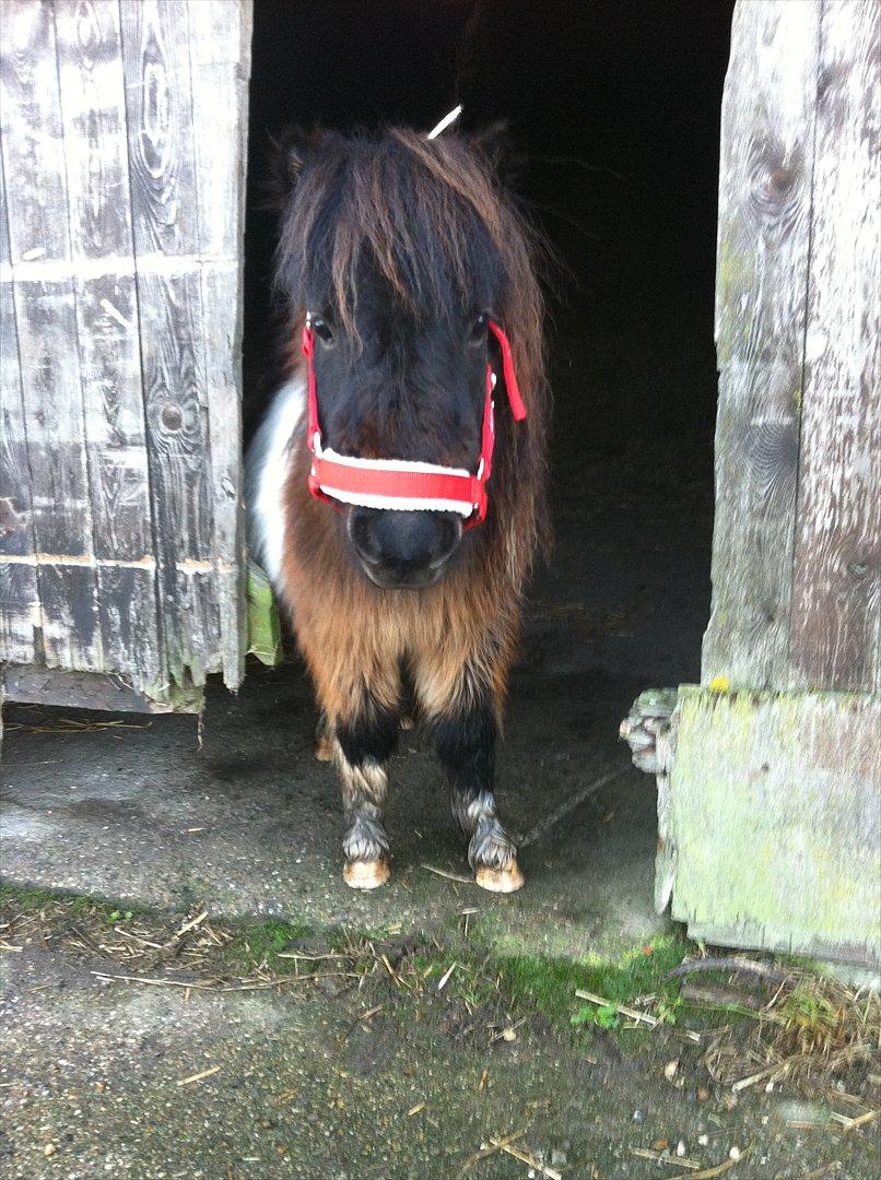 Shetlænder Rørsgaards Antonette - Julebillede 2011
Søde lille Antonette var jule mdel i år (: billede 13