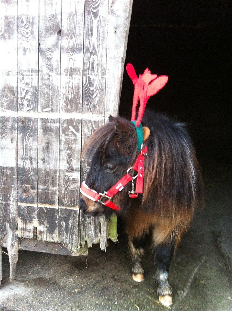 Shetlænder Rørsgaards Antonette - Julebillede 2011
Endnu et julebillede af min skønne Antonette'tøsen billede 14