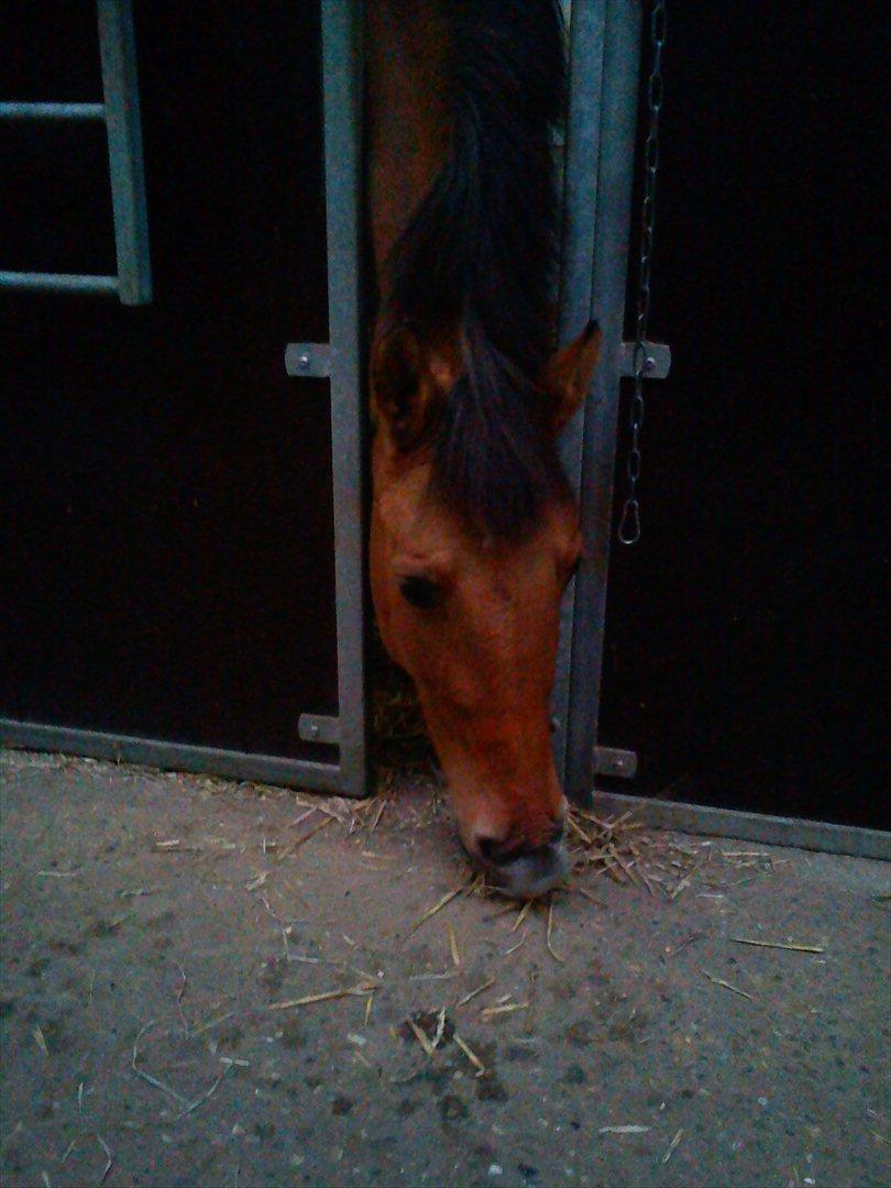 Anden særlig race Lucky  - Bassen :-)) billede 6