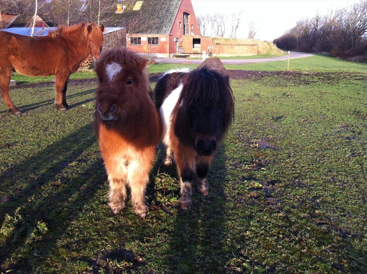 Shetlænder Rørsgaards Baltazar *Solgt* - 2 stk charme'bøffer billede 8