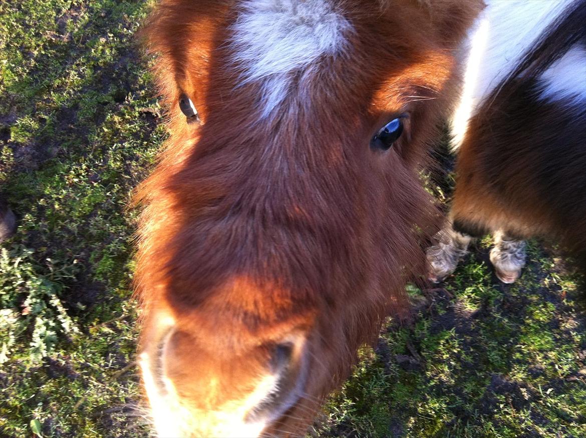 Shetlænder Rørsgaards Baltazar *Solgt* - Hallo ?! billede 9