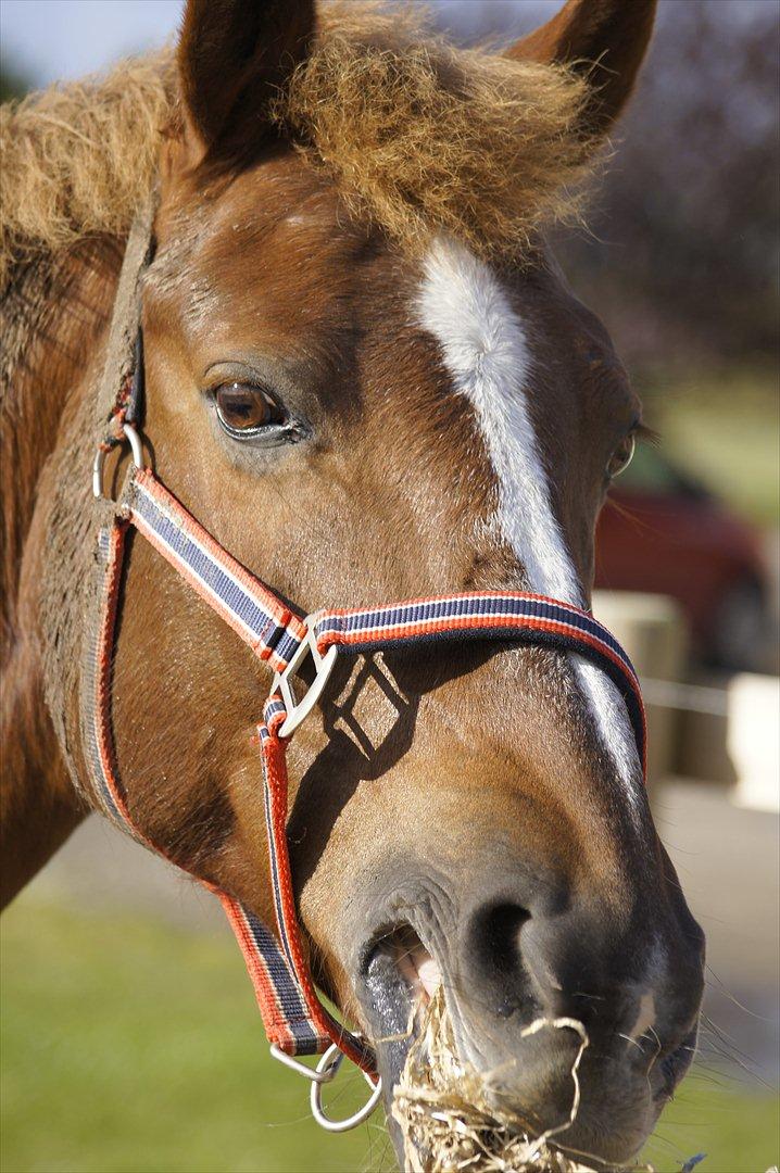 Anden særlig race Red Spirit :)  billede 11