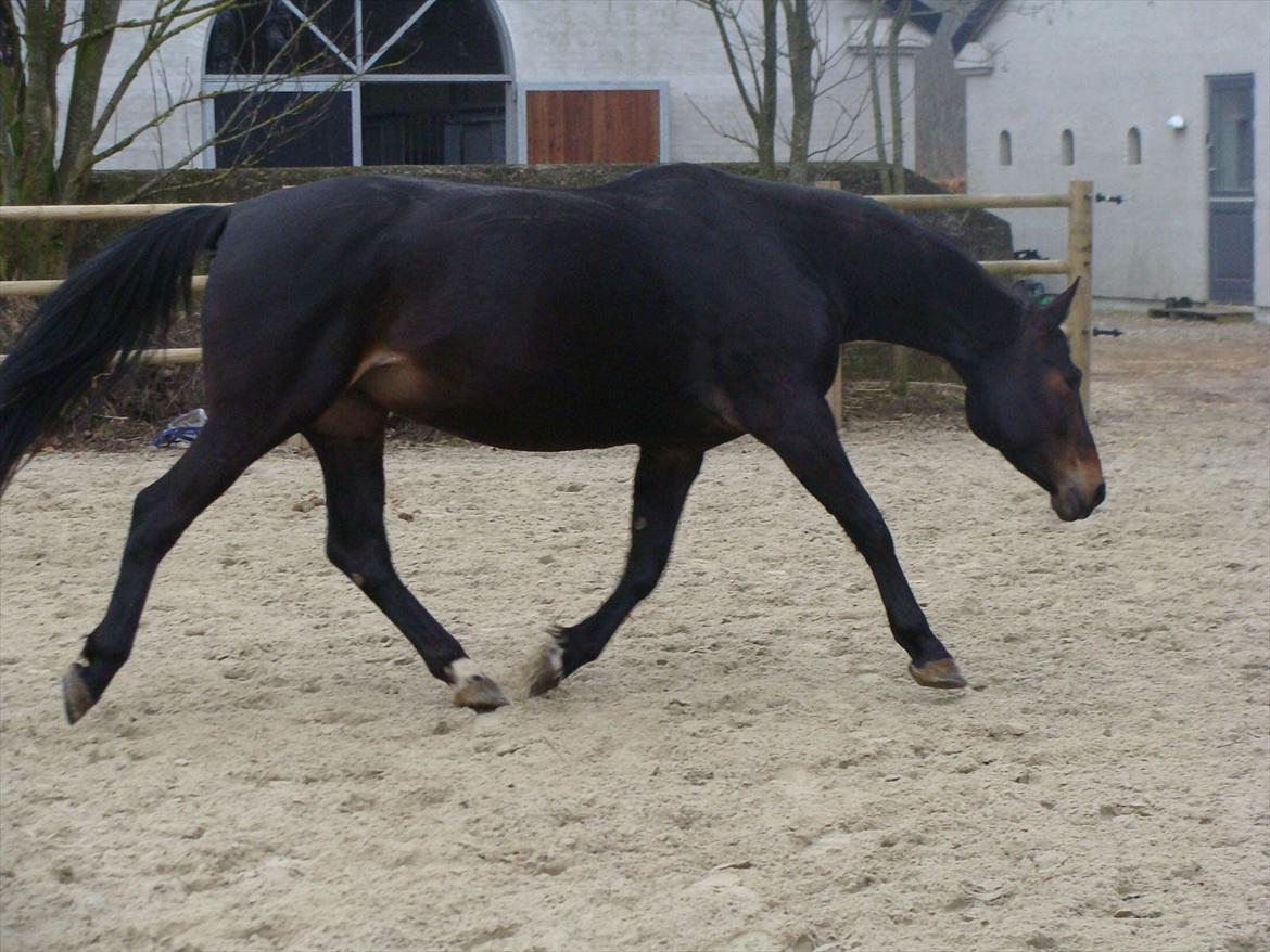 Anden særlig race bianca (R.I.P. I Love Y) billede 12