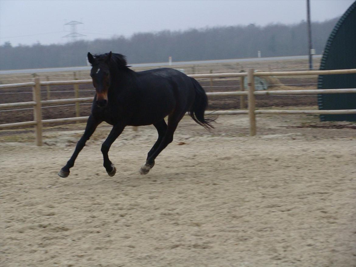 Anden særlig race bianca (R.I.P. I Love Y) billede 14