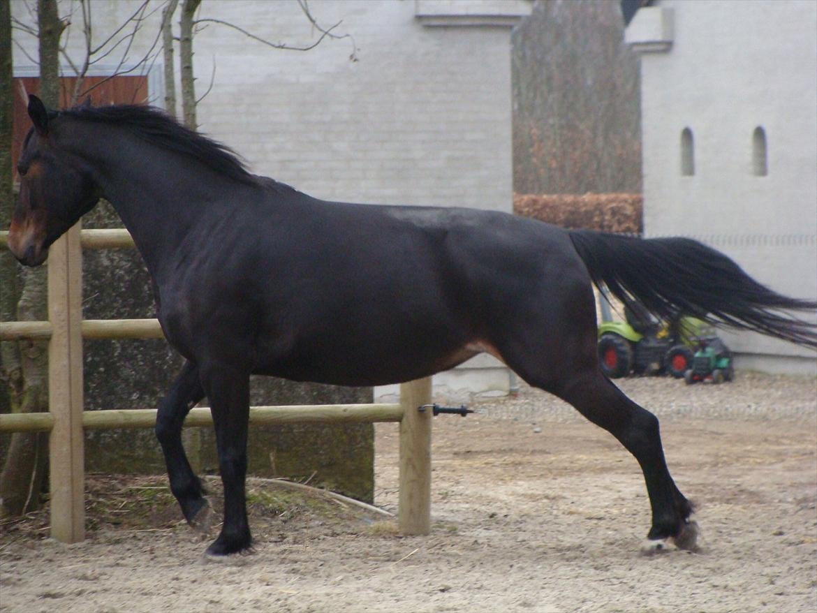 Anden særlig race bianca (R.I.P. I Love Y) billede 15