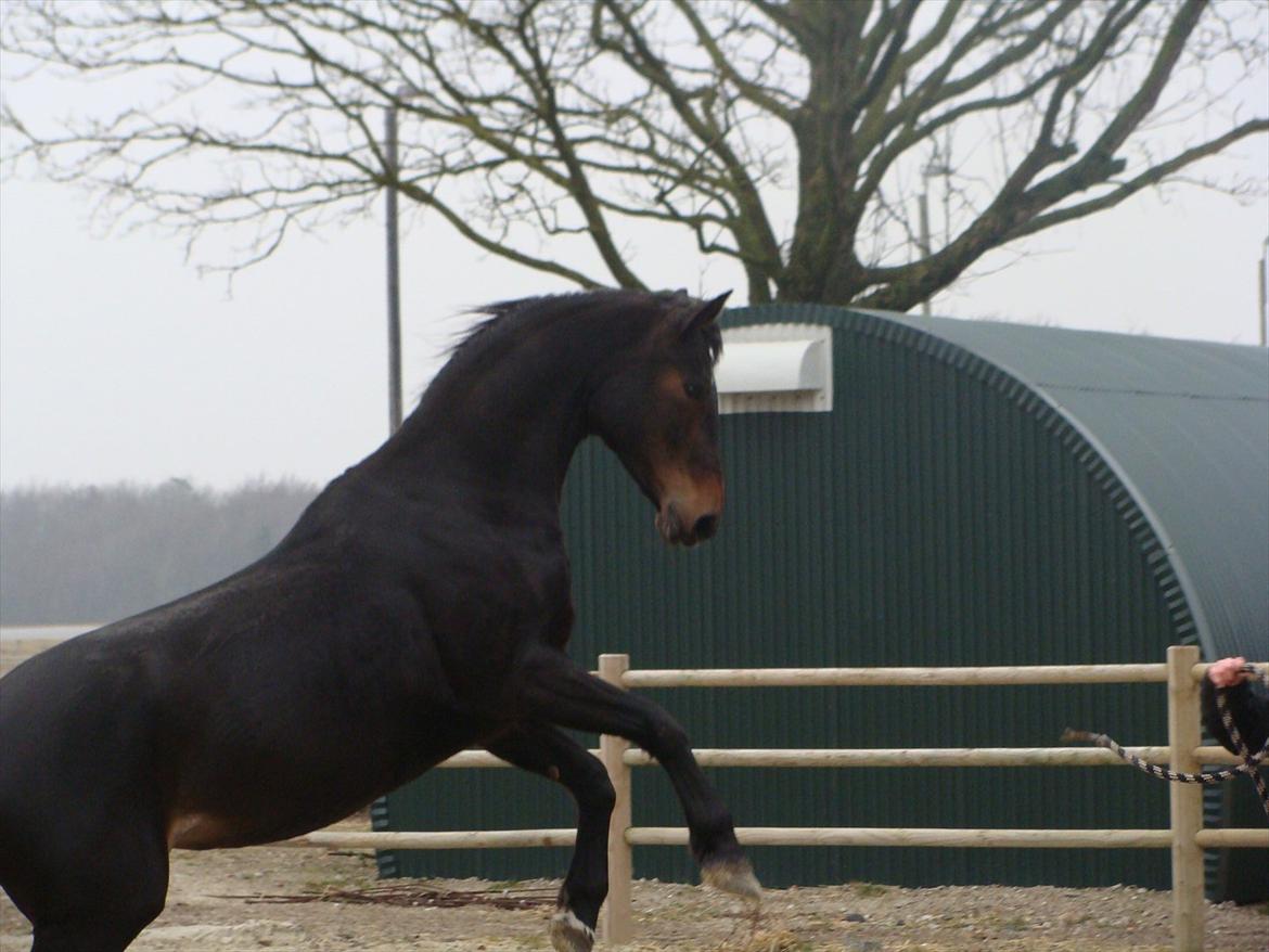 Anden særlig race bianca (R.I.P. I Love Y) - Bianca var rigtig i lege humør. ;-) billede 16