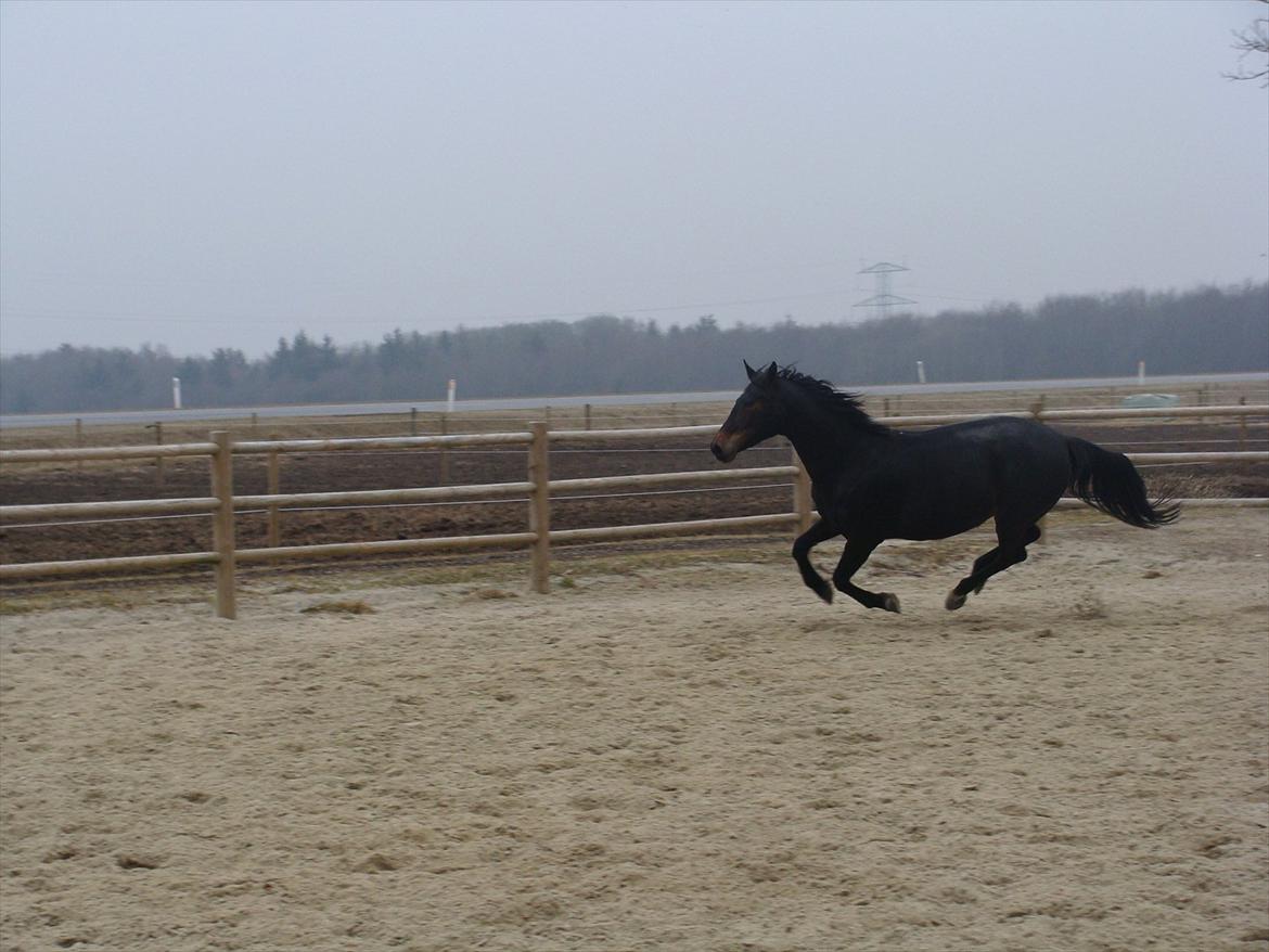 Anden særlig race bianca (R.I.P. I Love Y) billede 17