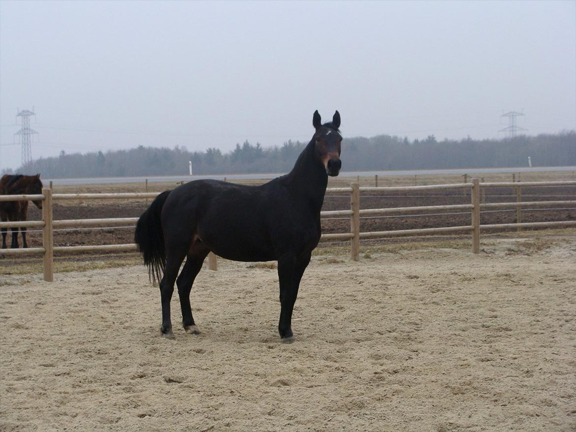 Anden særlig race bianca (R.I.P. I Love Y) billede 18