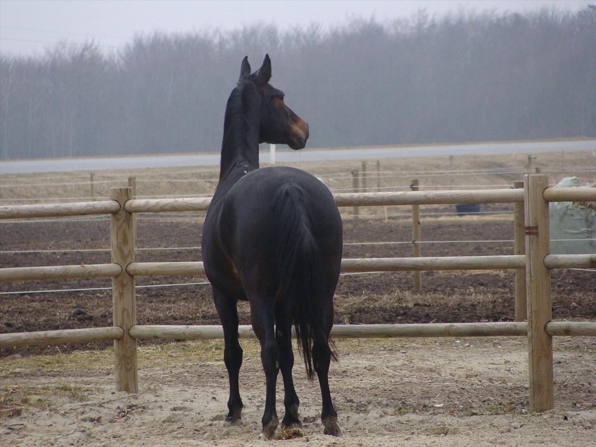 Anden særlig race bianca (R.I.P. I Love Y) - Tak fordi I kiggede med.  billede 20