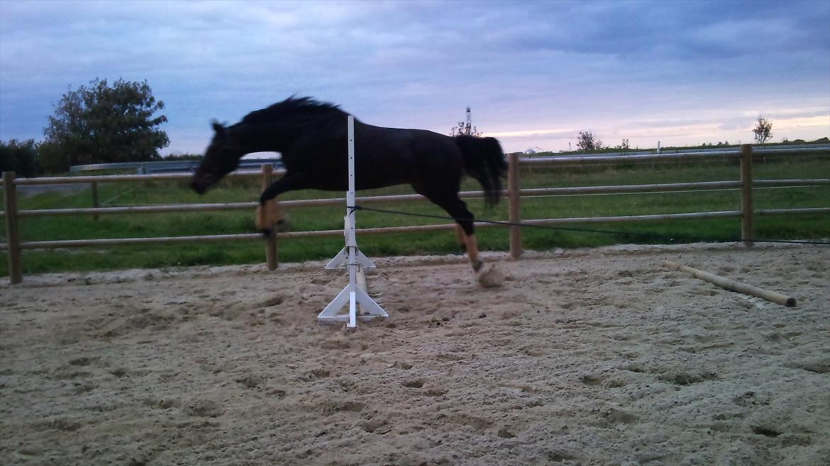 Anden særlig race bianca (R.I.P. I Love Y) billede 19