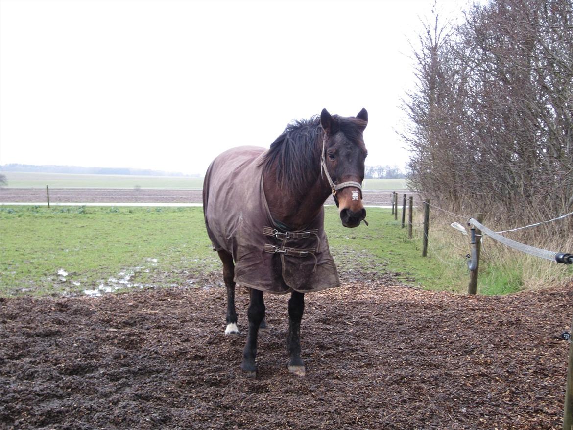 Anden særlig race bella R.I.P elskede hest billede 16