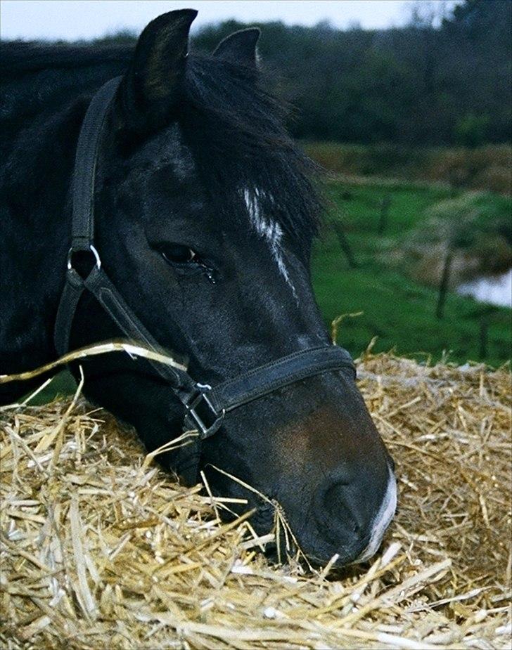 New Forest alymet - er du blevet sulten  billede 2