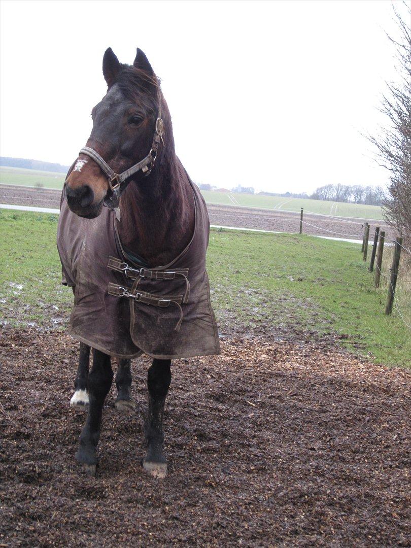 Anden særlig race bella R.I.P elskede hest billede 17