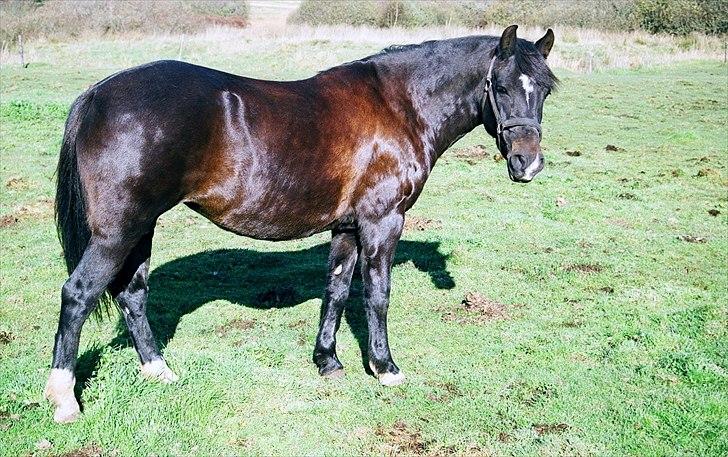 New Forest alymet - på marken billede 5
