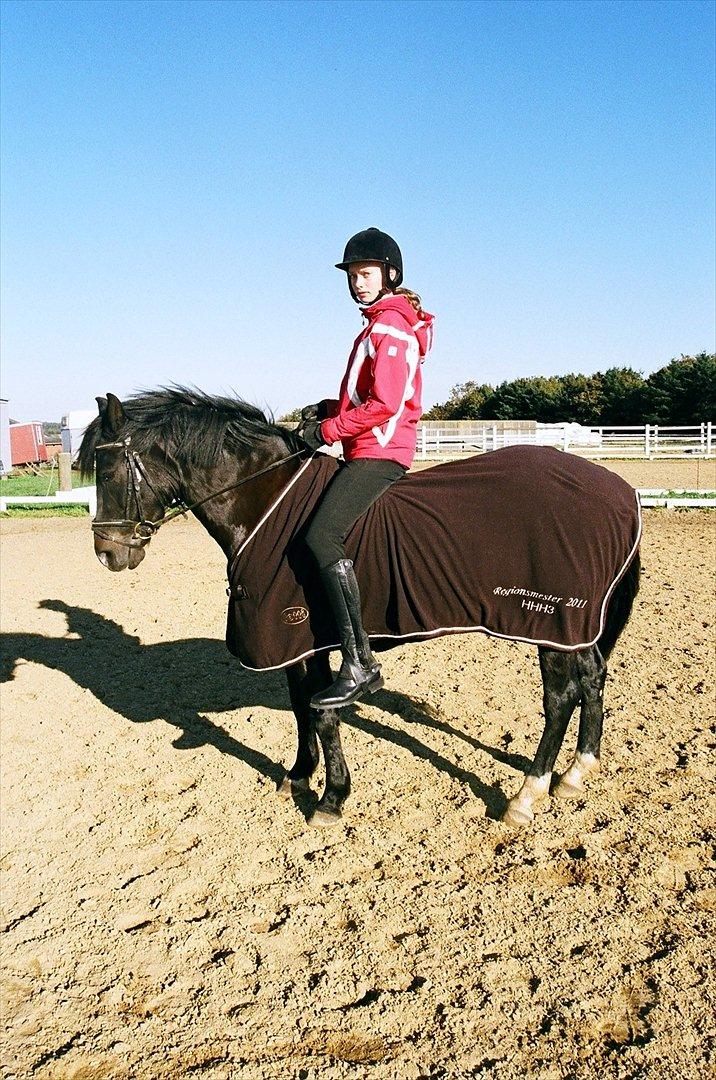 New Forest alymet - lidt seriøst hygge ridning billede 7