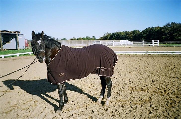 New Forest alymet billede 8