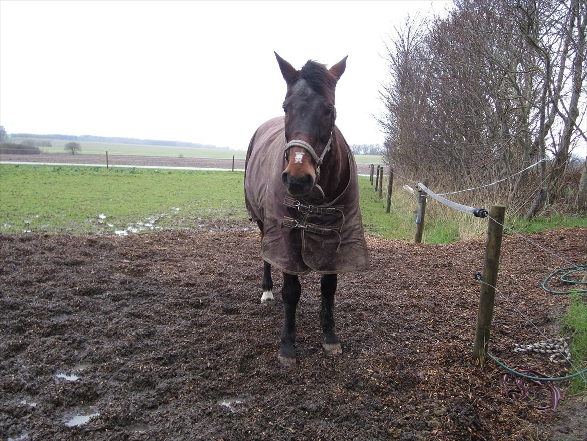 Anden særlig race bella R.I.P elskede hest billede 18