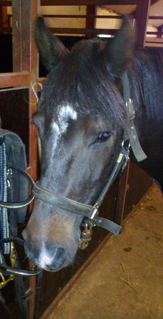 New Forest alymet - i stalden billede 9