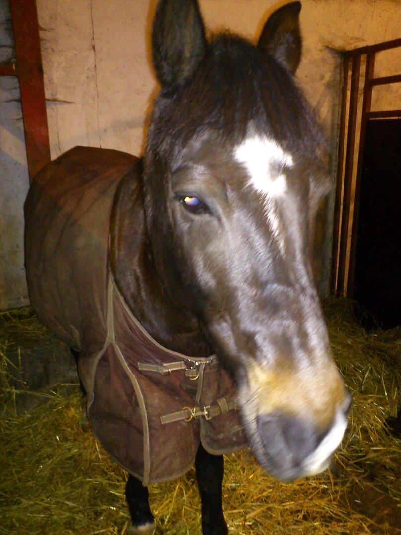 New Forest alymet - i din boks billede 13