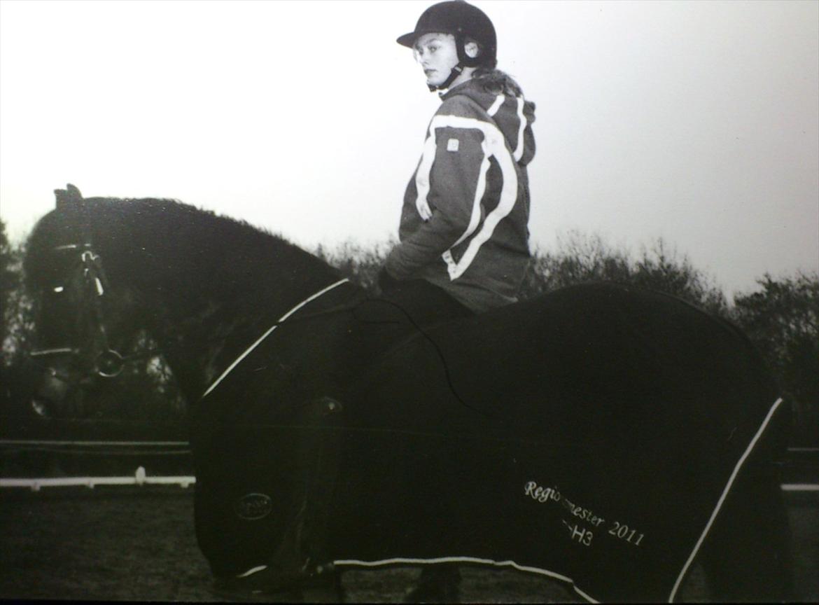 New Forest alymet - hygge ridning billede 11