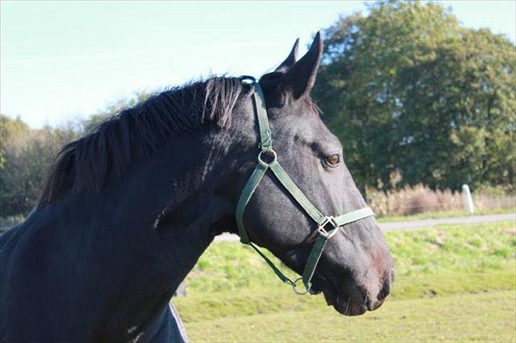 Oldenborg Savana Tisted - Velkommen til savanas profil:) billede 1
