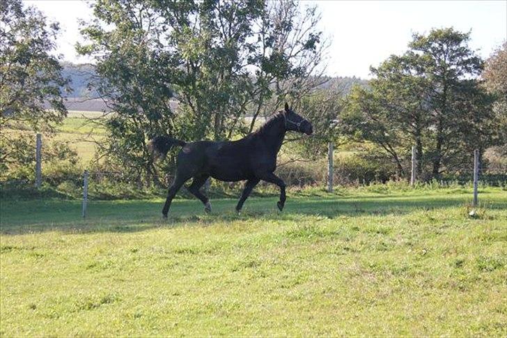 Oldenborg Savana Tisted billede 2