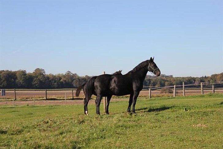 Oldenborg Savana Tisted - Smukke smukke pige:) billede 3