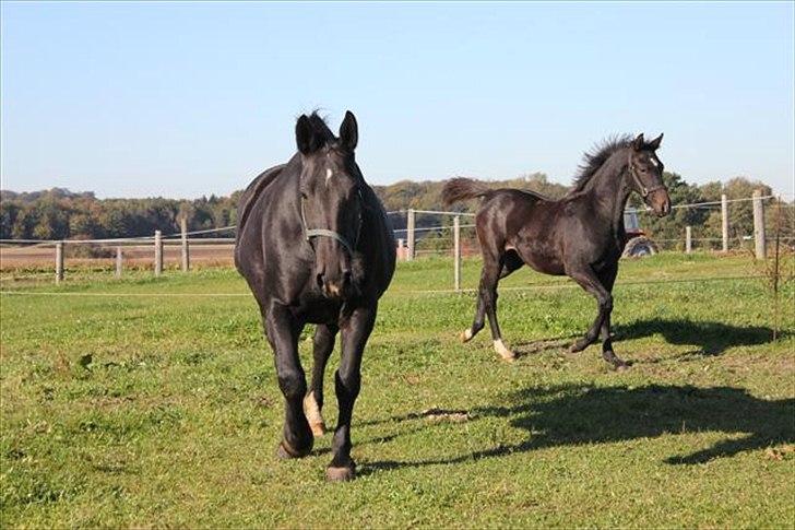 Oldenborg Savana Tisted - Har du lidt guf:) billede 4