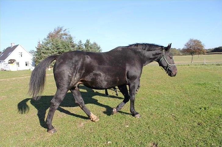 Oldenborg Savana Tisted billede 5