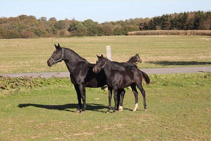 Oldenborg Savana Tisted - Fremragende billede af mor og datter:) billede 6