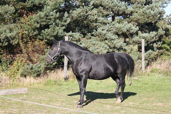 Oldenborg Savana Tisted billede 7