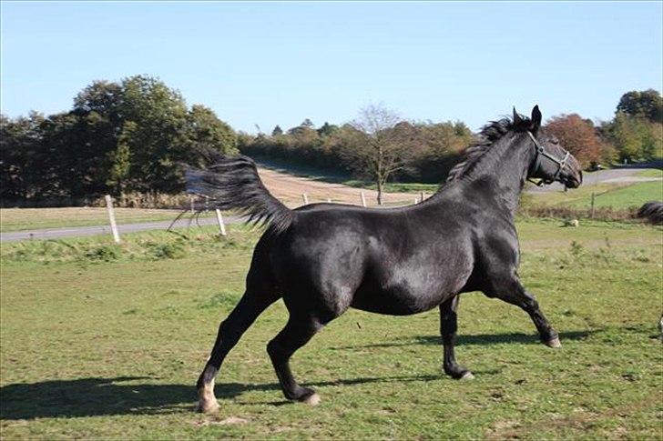 Oldenborg Savana Tisted - Ja man kan godt høre når hun kommer med fuld tryk på:) billede 8