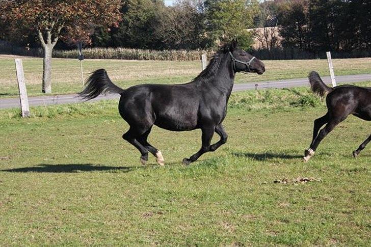 Oldenborg Savana Tisted billede 9